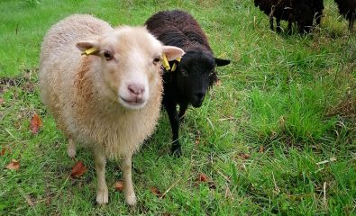 Vous souhaitez adopter des agneaux d’Ouessant ?